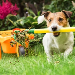 dog carrying rake in  backyard  